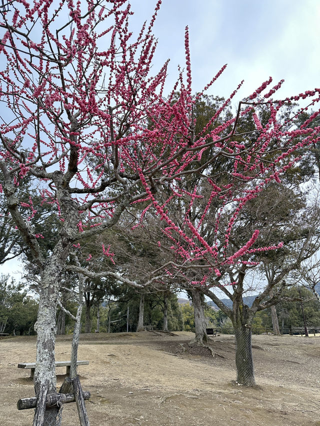 🇯🇵春日獨遊奈良賞櫻🌸