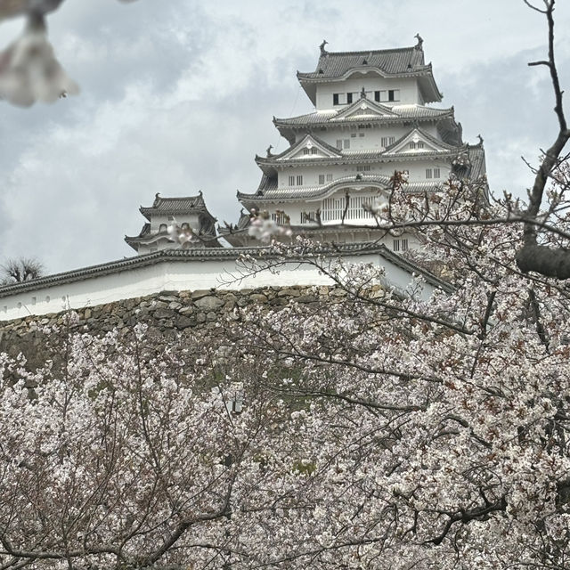 櫻花季的姬路城之旅