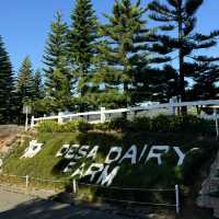 Malaysia’s Own New Zealand: Kundasang Escape🌸