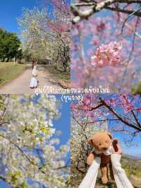 3 จุดถ่ายรูป ซากุระเมืองไทย 🌸🍃