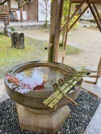 名古屋香積寺-鳥居、寺廟、紅葉與藍天，構成絕美畫面