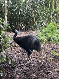 Animals at Singapore’s Zoo
