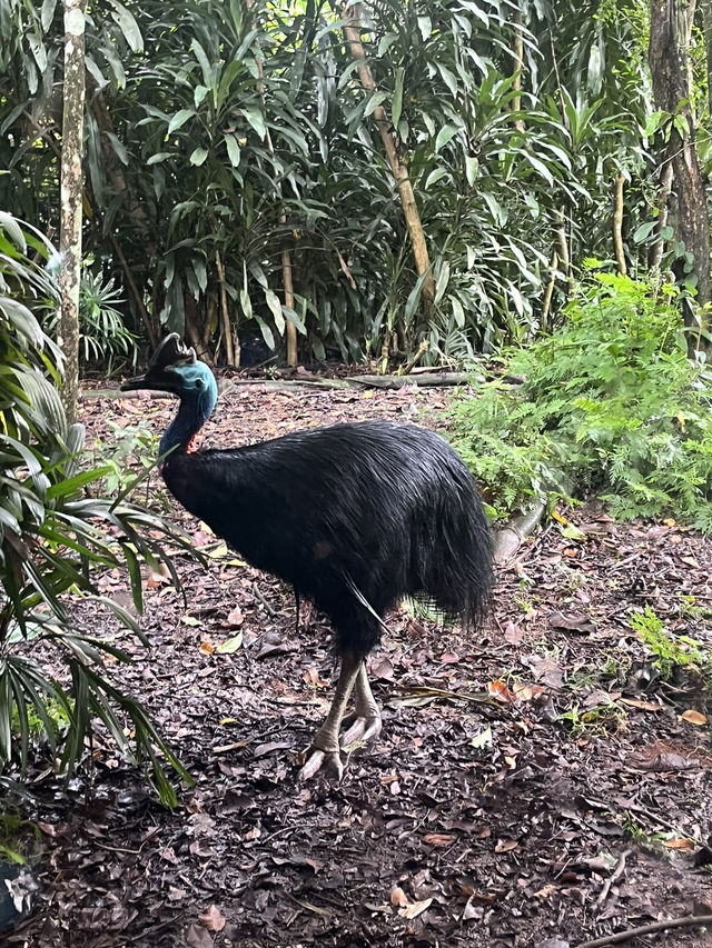 Animals at Singapore’s Zoo