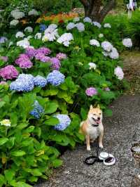 1万株ものハナショウブが咲くスポット、紫陽花もおすすめ。