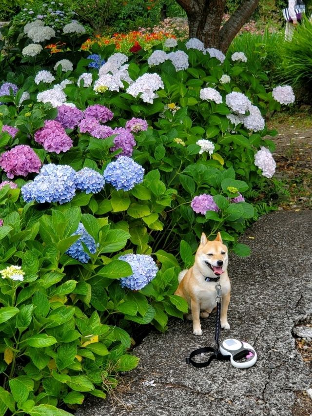1万株ものハナショウブが咲くスポット、紫陽花もおすすめ。