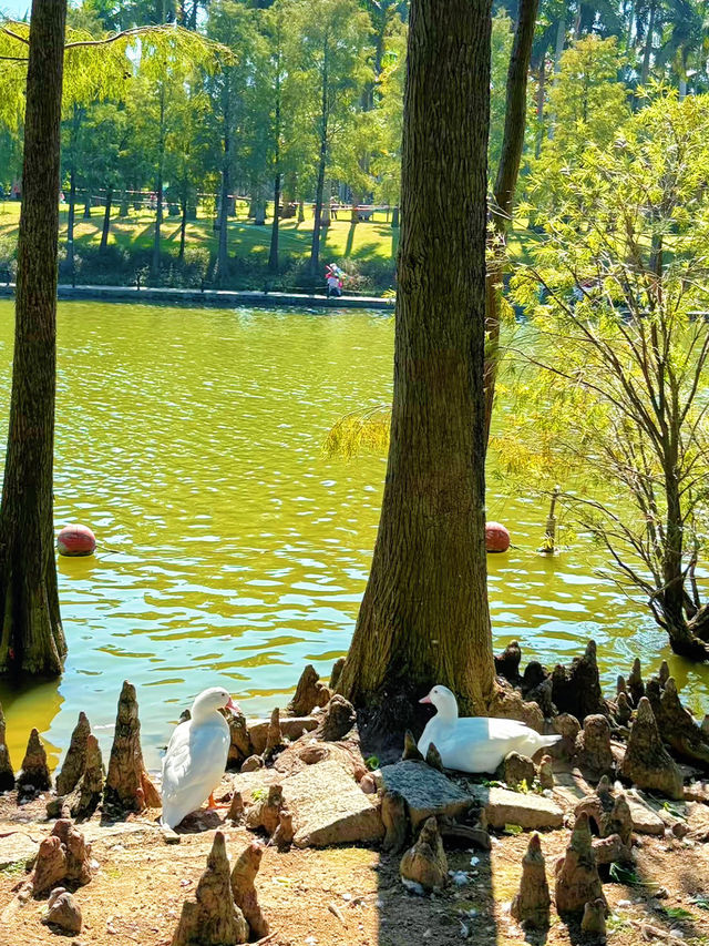 🌊 珠海海濱公園：悠閒漫步的城市綠洲 🌿