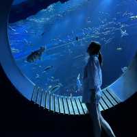 【 超夢幻非一般的海洋體驗 | DMM水族館 】