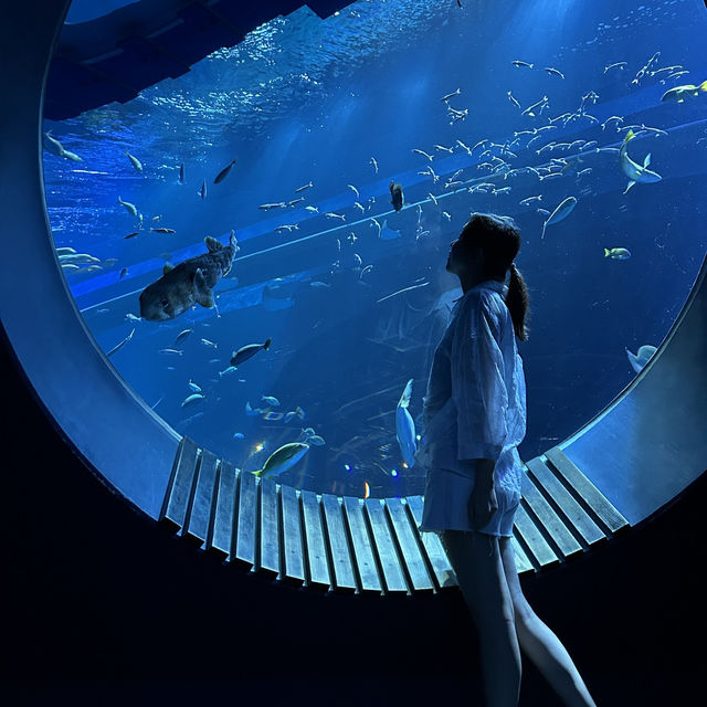 【 超夢幻非一般的海洋體驗 | DMM水族館 】