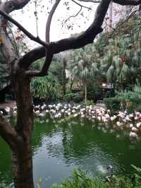 도심 속의 평화로운 공원 : 구룡공원(Kowloon Park)🇭🇰