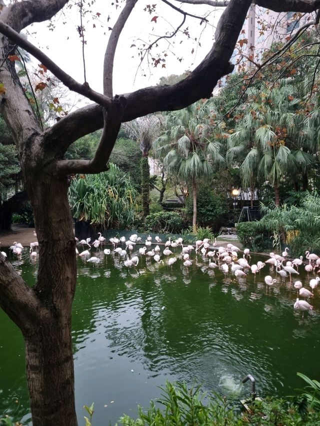 도심 속의 평화로운 공원 : 구룡공원(Kowloon Park)🇭🇰