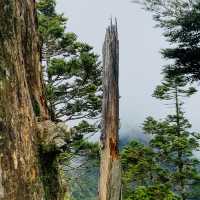 塔關山登山記-南橫三星的最美步道