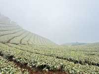 霧裡的茶園～雲嘉五連峰（台灣）
