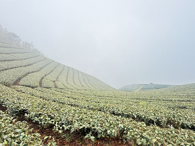霧裡的茶園～雲嘉五連峰（台灣）