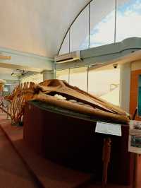 Dive into History at Labuan Marine Museum