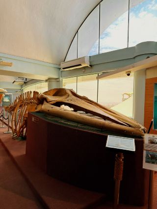 Dive into History at Labuan Marine Museum