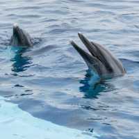 【香川】四国の海を体感！四国水族館🐠🌊