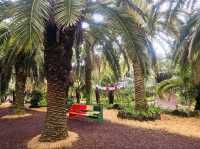 An enchanting palm forest in Jeju, Sangari Palm Forest