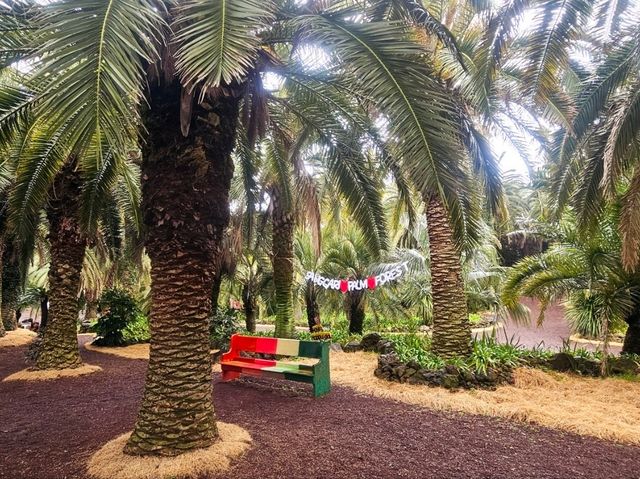 An enchanting palm forest in Jeju, Sangari Palm Forest