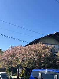 東京出發one day tour, 河津櫻花祭🌸