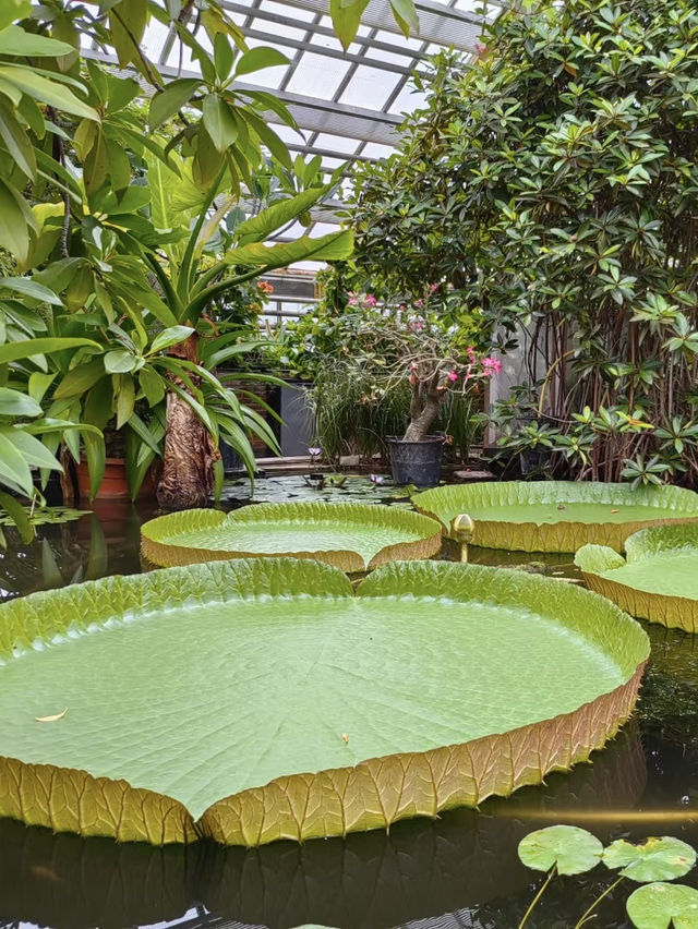 Hortus Botanicus Amsterdam: A Green Oasis in the Heart of the City