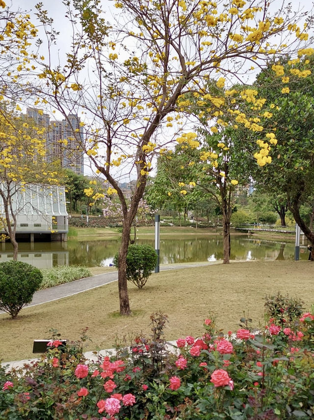 深圳香蜜公園：城市中的綠意天堂 🌳🌺