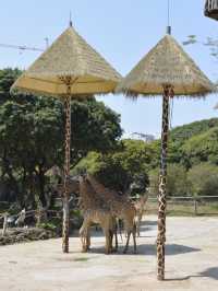 探秘深圳野生動物園：與自然共舞的奇妙旅程🐾