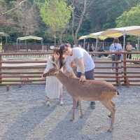斑比山丘⛰️小鹿斑比的Wonderland🦌