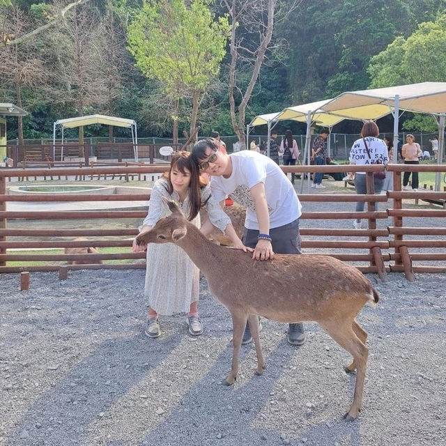 斑比山丘⛰️小鹿斑比的Wonderland🦌