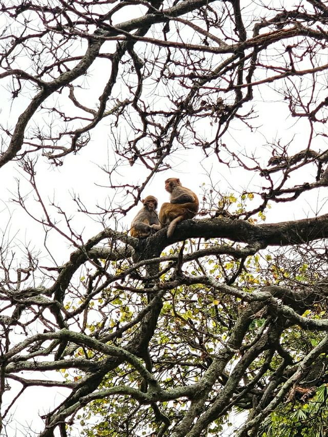 🐒 버스에서 내리면 원숭이를 볼 수 있는 산, 홍콩 깜산 