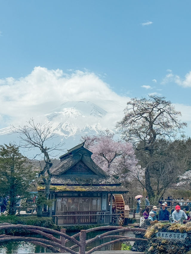 แจกแพลนเที่ยวญี่ปุ่น 4 วัน ชม Mt.Fuji & ซากุระฉ่ำๆ