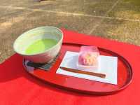Chasing Sakura at Tokorozawa Aviation Memorial Park