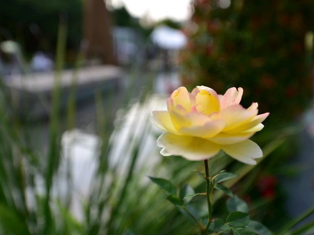 享受自然 . 大埔海濱公園