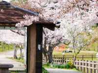 Chasing Sakura at Habu Park in Nakama City