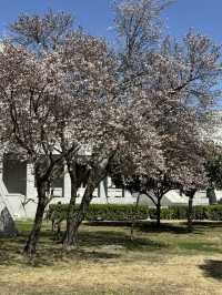 An Unexpected Delight: Cherry Blossoms at Henan Museum on Our First Day Trip