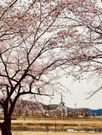Blossom Bike Ride: Gapcheon's Spring Adventure