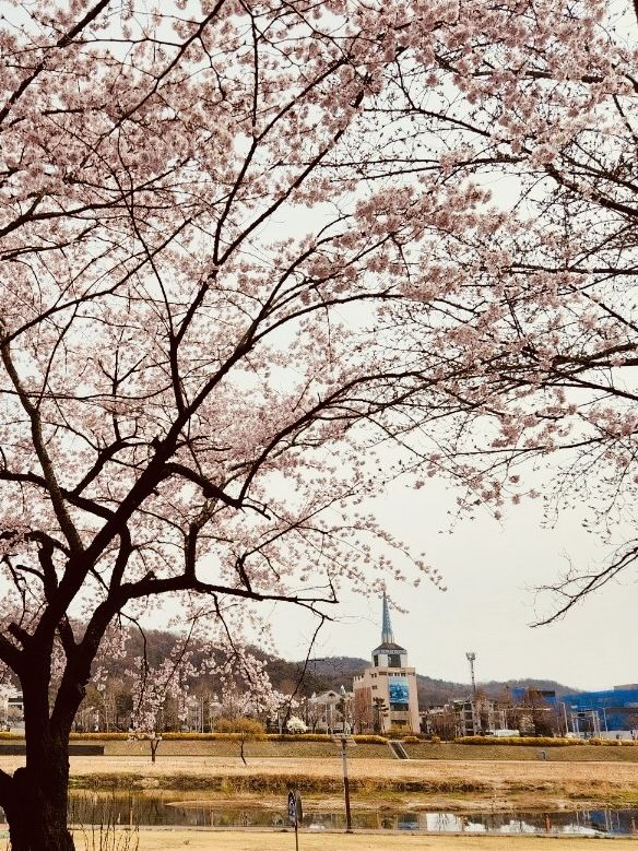 Blossom Bike Ride: Gapcheon's Spring Adventure