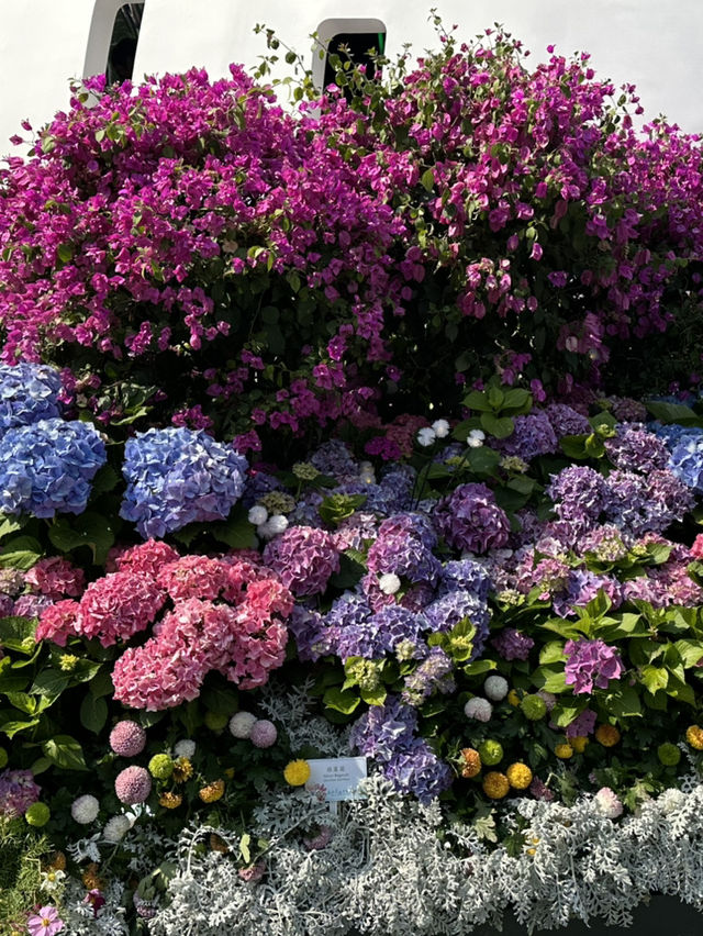 百花齊放的香港花卉展覽2025🥰😘😍💐🌺🪻🌸🌻🌞