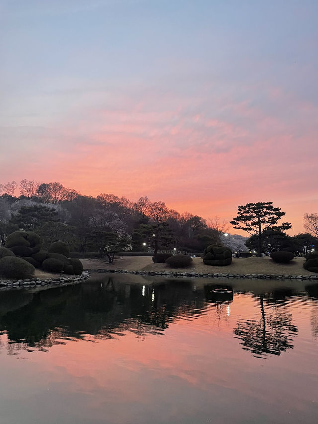  대전벚꽃나들이 모음🌸