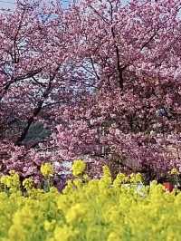 Springtime magic 