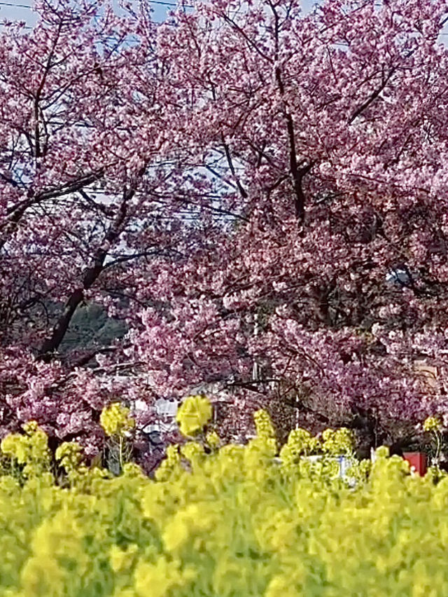 Springtime magic 