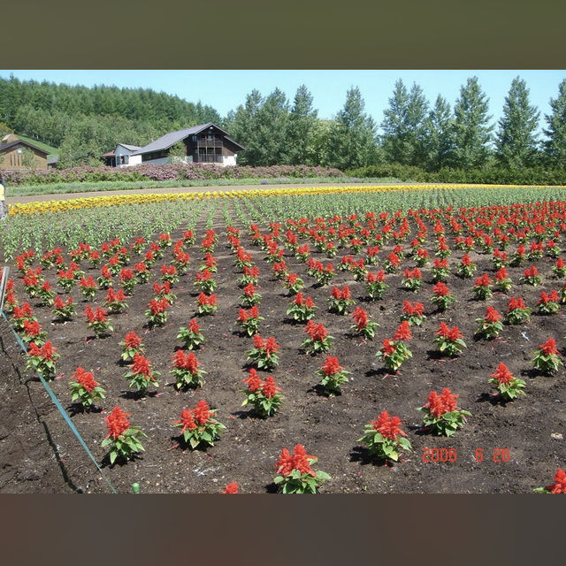 美瑛（Biei, 北海道）– 丘と空の芸術が広がるフォトジェニックな町