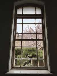 Cherry Blossoms in Full Bloom! Kyoto Prefectural Office - Former Main Building