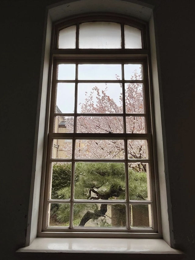 Cherry Blossoms in Full Bloom! Kyoto Prefectural Office - Former Main Building