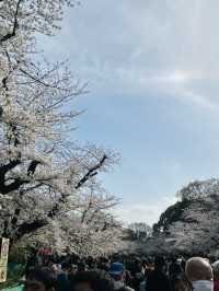 都内屈指のお花見名所🌸上野恩賜公園で春満喫！