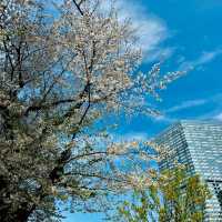 中島公園•櫻花下的城市綠洲