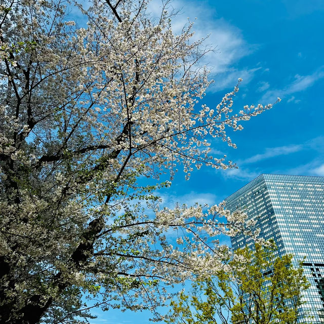 中島公園•櫻花下的城市綠洲