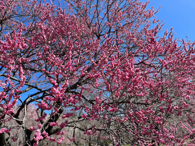 いなべ梅林公園で春の絶景を堪能しよう🌸⛰️