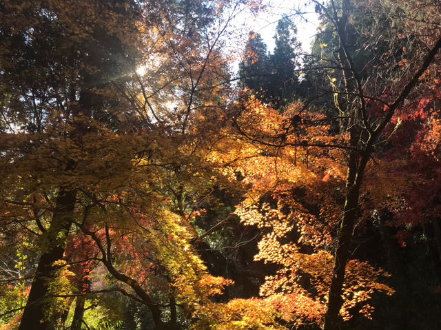 紅葉と禅の静寂に癒される♪美しき庭園の寺「永保寺」へ🍂