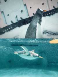Grandview Aquarium – A Suburban Ocean Wonderland
