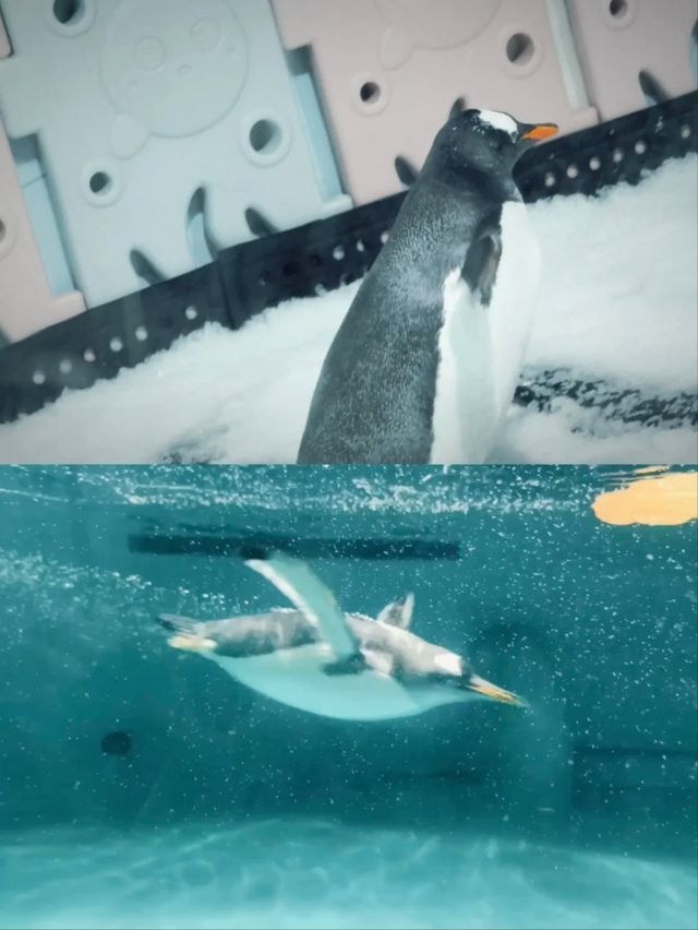 Grandview Aquarium – A Suburban Ocean Wonderland